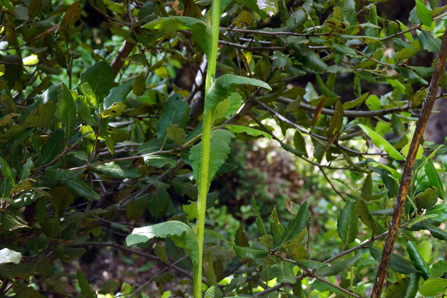 Verbascum sinuatum